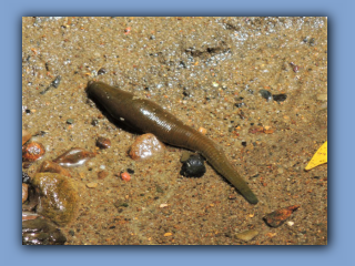 Horse Leech at Hetton Burn near Broomhill Terrace footbridge 1st July 2019 2.jpg